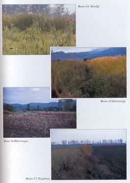 �� ������ 