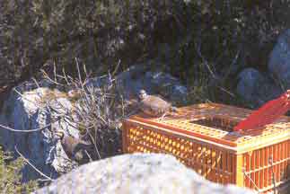 ����� ������������