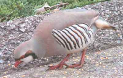 ��������� ������� �����