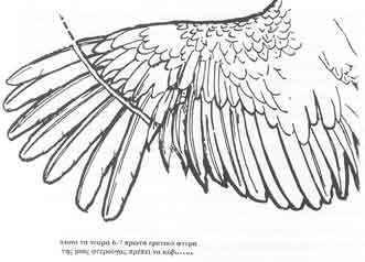 ������ ����� ��� ������