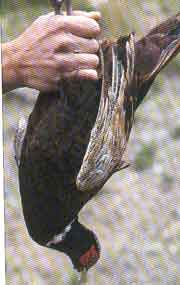 ����� �������