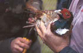 � ����������