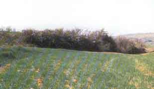 ���� ����� ������� �������