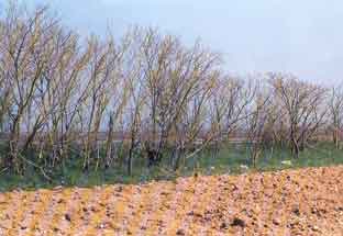 ������� ��� ��� ���������� ��� ���� ��� (����� ������)