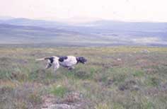 ��� ������� �����