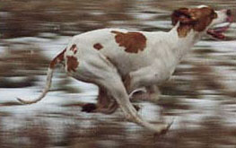 �� ��������