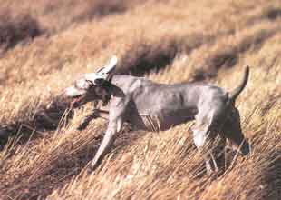 M� ����� �������