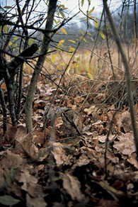 ���� ������� ���