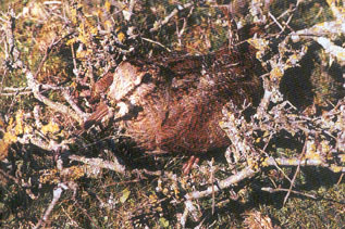 ���� ������� ���