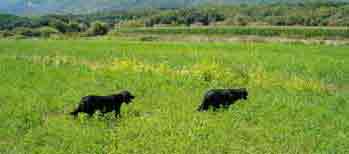 ������ �� �������