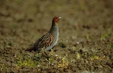 ������� ���� ������ !