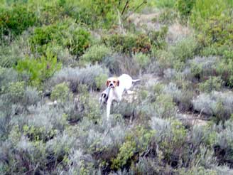 E�� ����� 