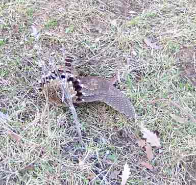 � �������� 