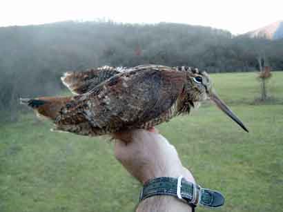 H����� ��� �������������  ! 