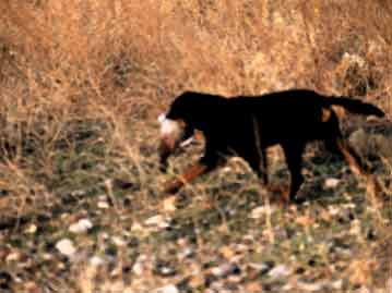  ��������� (�����)