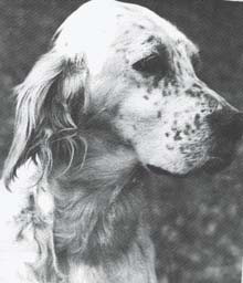 ����� ������ ������