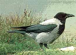 �������������� (Corvus corone cornix)