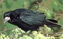 �������� (Corvus lugilepus)