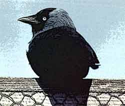 ����� (Corvus monedula )