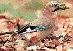 ����� � ������������� � ����� (Garrulus gladarius)