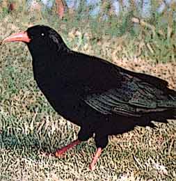 ����������������� (Pyrrhocorax pyrrhocorax )