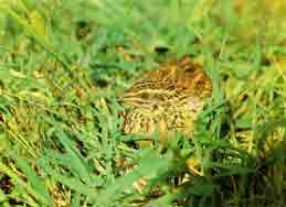 T� ������ ��� � ������ ��� !