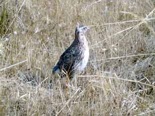 TA �������