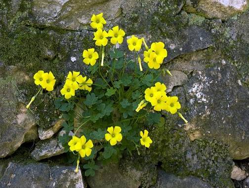  Oxalis pes-caprae