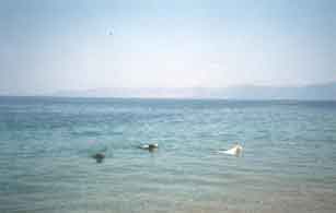  H ����� �� ��� ������� !