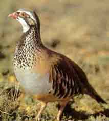 Alectoris Rufa
