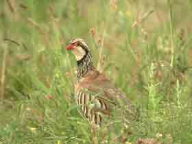 �������� ������� 