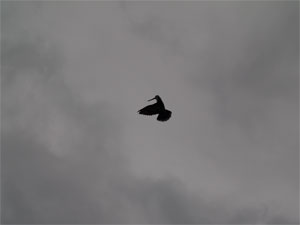 �� ������ ������ ��� �� ���� ��������  ��� �� ������� 
