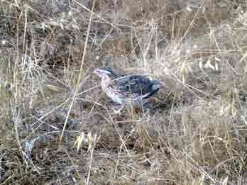 ������ !