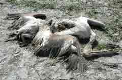 �� ������������ ��� ����� ������� ������������  !