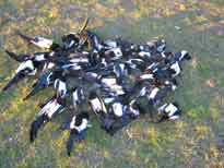 �� ��������