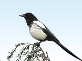 �������� [Pica � pica] !