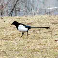 ���� ������� ������� 