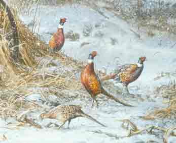 �������� ��� ����� !