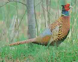 Phasianus colchicus Linnaeus 