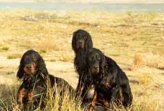 Aoos Gordon Setter
