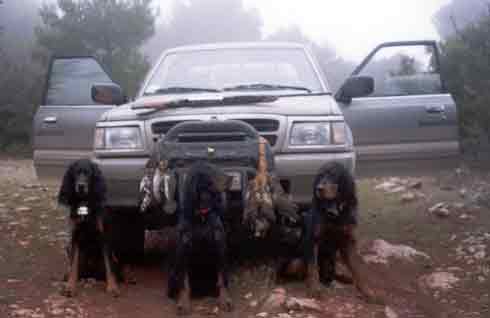 Gordons Setter Aoos Midia, Niva, Oletros !