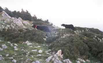 Aoos Midia , Niva hunding chukar