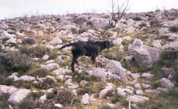 Aoos Midia hunding alectoris graeca !