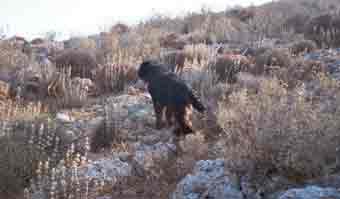 Aoos Oletros hunding alectoris chukar