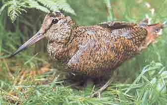 SCOLOPAX  RUSTICOLA !