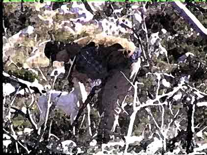 ��������� ��� ������ ���� ��������