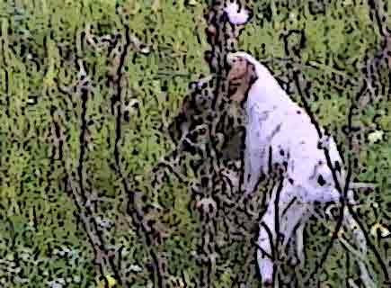 Demon �� ���������