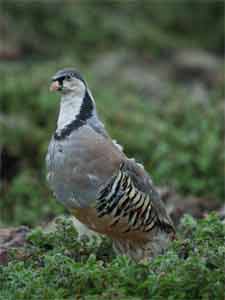 Alectoris Graeca