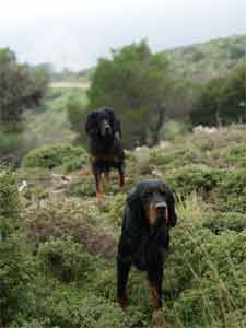 ������ , Ulf 