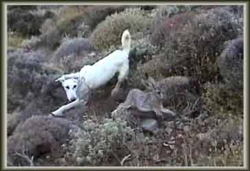 ������ ������ ���� ���������� 